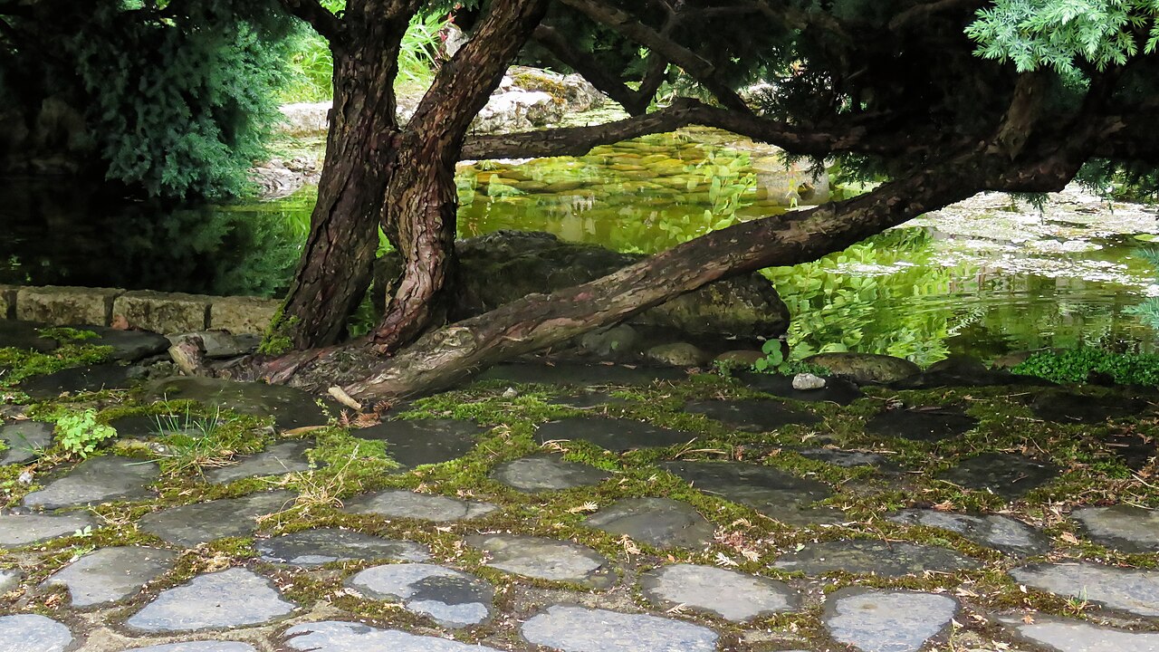 jardin japonais plantes